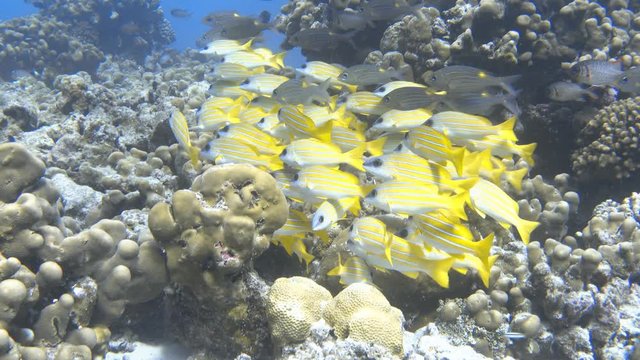 School of bluestripe snappers near the coral reef. Indian ocean, Maldives. 4K