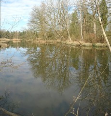 Uferpanorama am Moorsee in der Eulenau