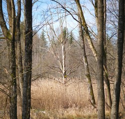 Schöne Birke im Moor hinter Eichenwald