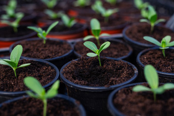 Green plant sprouts. Cultivated young sprouts in rich soil grow under sun in hothouse.