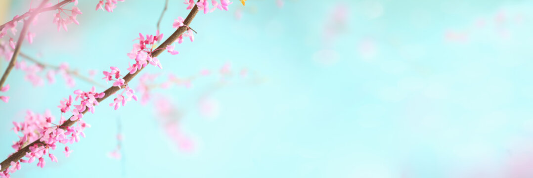 Abstract spring banner of beautiful Eastern Redbud Tree blossoms against soft peaceful blue sky. Selective focus with extreme blurred background.
