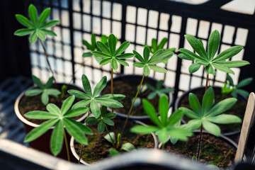 A macro shot of the green leaves of a young lupin plant.