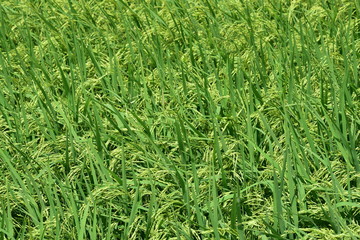 Green rice fields Use as wallpaper