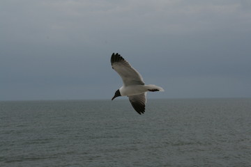 Fototapeta na wymiar Seagull in flight over panama City Beach Florida