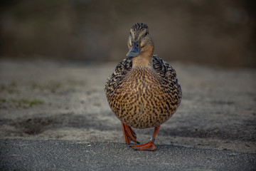 wild duck is a closeup of a free walk on the asphalt