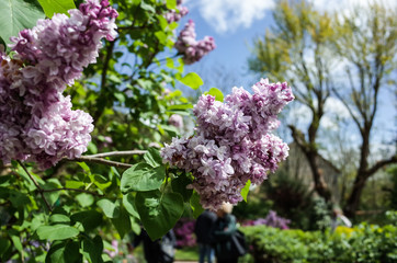 lilac flowers in spring