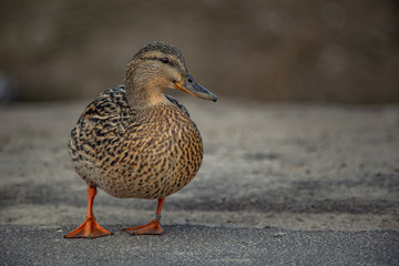 wild duck is a closeup of a free walk on the asphalt