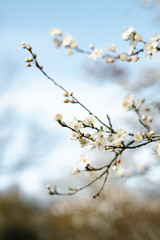 Obraz premium a lot of beautiful, delicate, white flowers blooming cherry plum on a tree branch, in the Botanical garden in the sun, in early spring