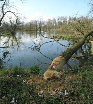Angenagt Bilder Durchsuchen 183 Archivfotos, und