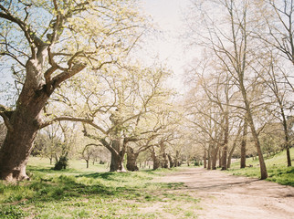 trees in the park in Rome