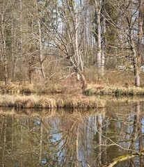 Wildes Ufer-Panorama