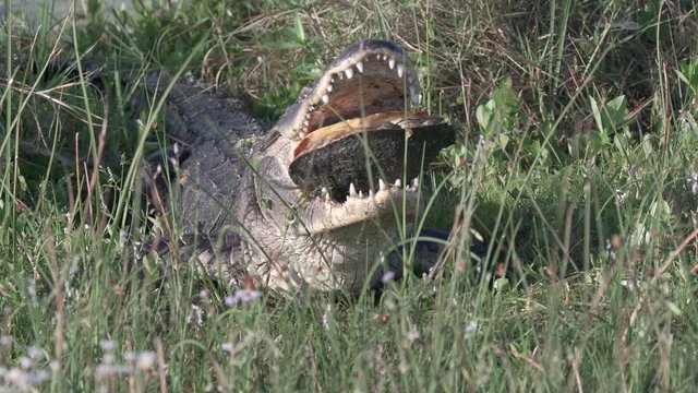 Gator chomps on turtle shell at the Orlando wetlands in Florida