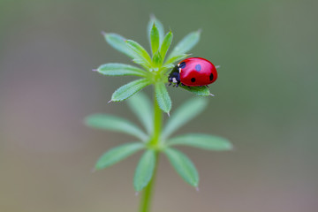 Red ladybug on green leaf