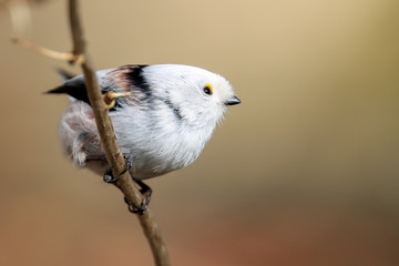long-tailed tit