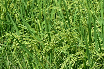 Green rice fields Use as wallpaper