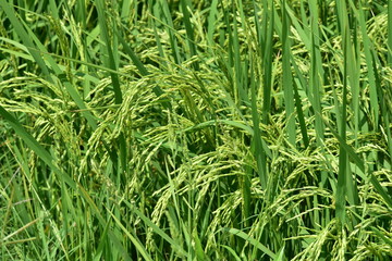 Obraz premium Green rice fields Use as wallpaper