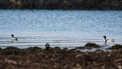 Common shelduck on the shore of Vigra islanda in Norway