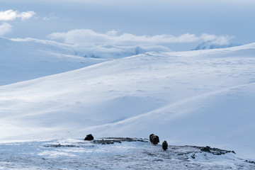 Musk ox laying down in the snow.