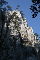 Fototapeta na wymiar tree mountain nature rock forest