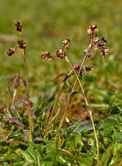 Feld-Hainsimse, Luzula campestris, sweep's brush