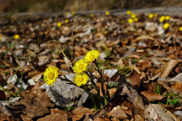 Huflattich; Tussilago farfara; coltsfoot;