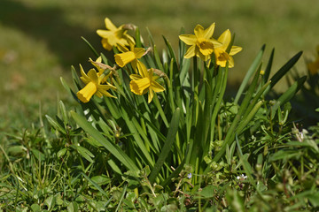 Obraz premium Narzisse, Osterglocke, Narcissus,