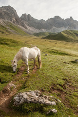 Pascolo Alpino