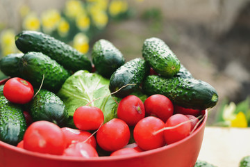 Harvest. Vegetables from the garden. Cucumbers, radishes, tomatoes in a bowl. Veganism and raw food diet, healthy vegetables for spring salad.
