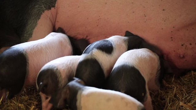 Ferkel trinken Milch an der Muttersau