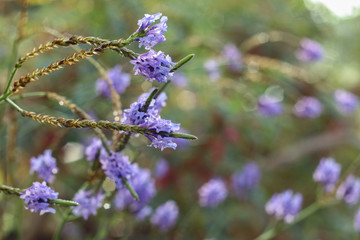 Lavender coloured flowers with lovely bokeh