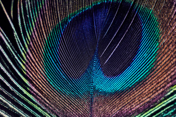 Peacock feather macro close up