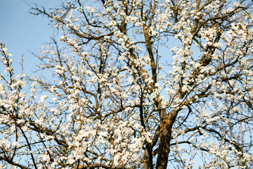 many beautiful, delicate, white flowers of a blooming apricot on a branch, in early spring against a blue sky on a Sunny day