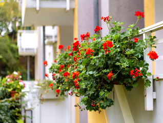 Blooming geranium on the balcony. Indoor flowers. Decoration of the facade of the house. Red flowers in a pot. City flowers.
