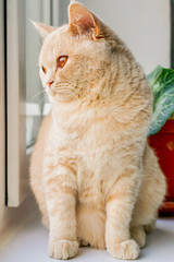 white British cat with brown eyes sits on a window