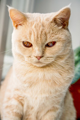 white British cat with brown eyes sits on a window