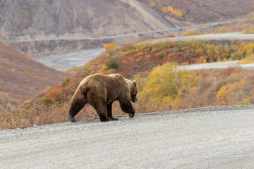 Grizzly Bear on the Road in Denali National Park Alaska in Autumn