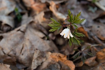 Anemones, the first spring flowers. Bloom in the forest in early spring. Background with brown fallen leaves