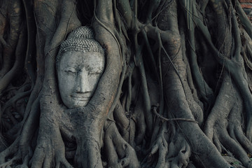 Head of buddha in a tree Ayutthaya