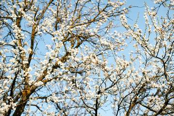 many beautiful, delicate, white flowers of a blooming apricot on a branch, in early spring against a blue sky on a Sunny day