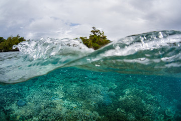 Beautiful corals grow on a shallow reef in Palau. This tropical area in Micronesia was recently bleached yet corals have regrown over the area in a relatively short amount of time.