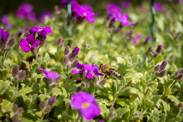 Biene mit Pollensack an den ersten Sonnentagen im Frühling beim Sammeln