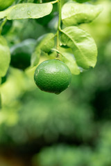 close-up lemon