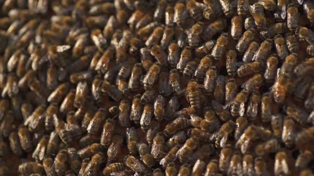 Panoramic view on bees working on honeycombs