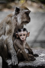 Affenfamilie 4