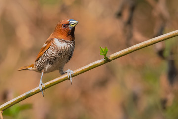 Scaly- breasted Munia