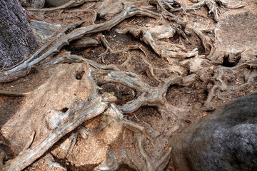 Tree roots in Errant Rocks (Błędne Skały) in the Table Mountains National Park, Poland