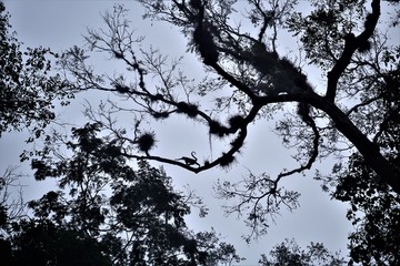 Tikal Flores
