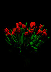 czerwone tulipany na czarnym tle