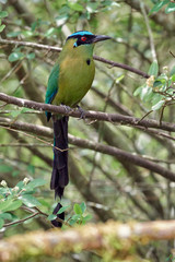 Obraz premium Beautiful bird resting quietly in a tree