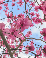 Magnolias against a Blue Sky